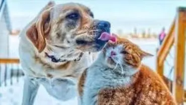خوردن گوشت سگ و گربه در شهر «جوهای» چین ممنوع شد