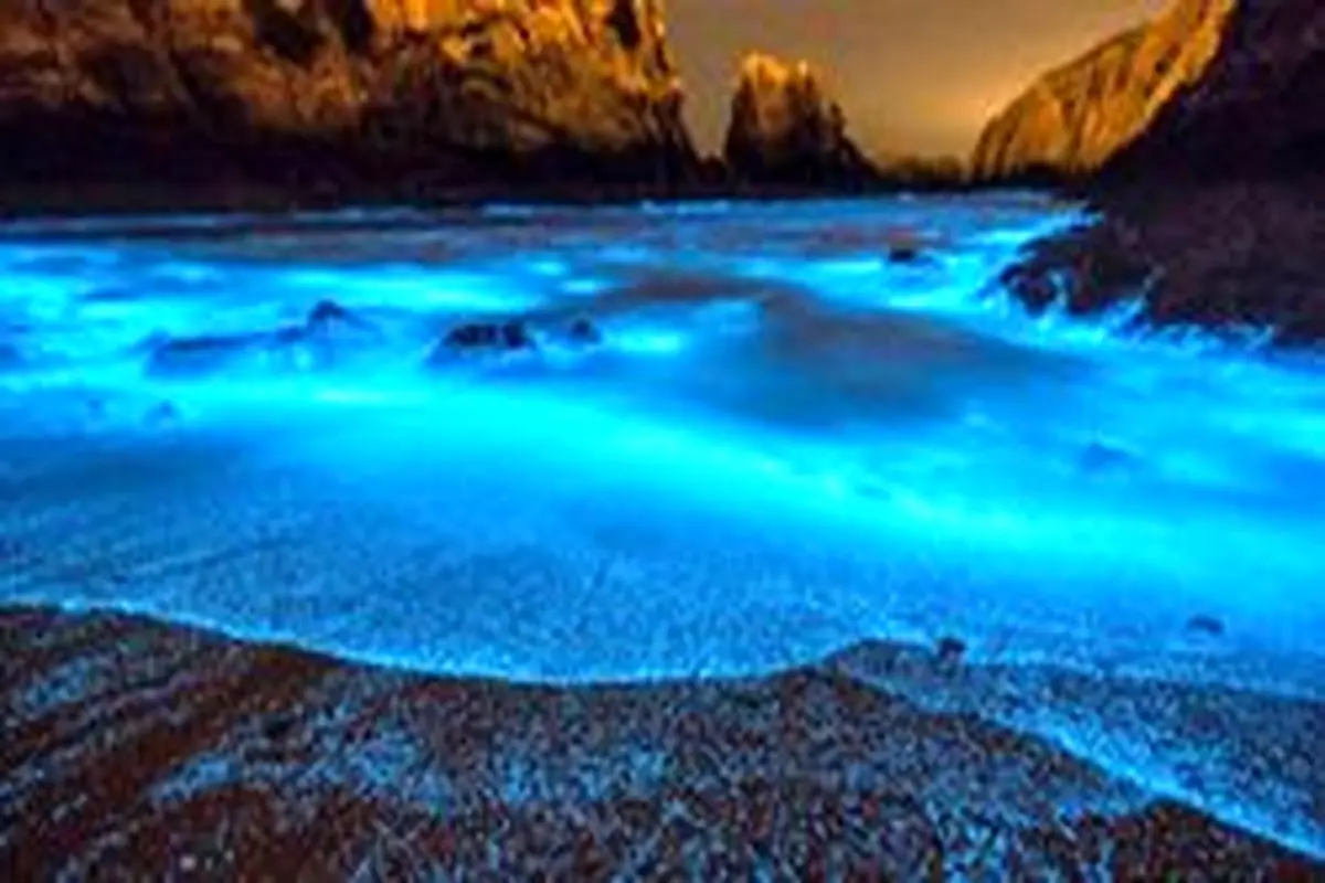 علت نور‌های آبی عجیب در برخی سواحل چیست؟