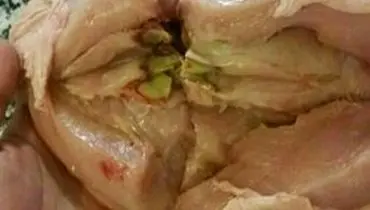 علت سبز شدن عضله سینه مرغ چیست؟