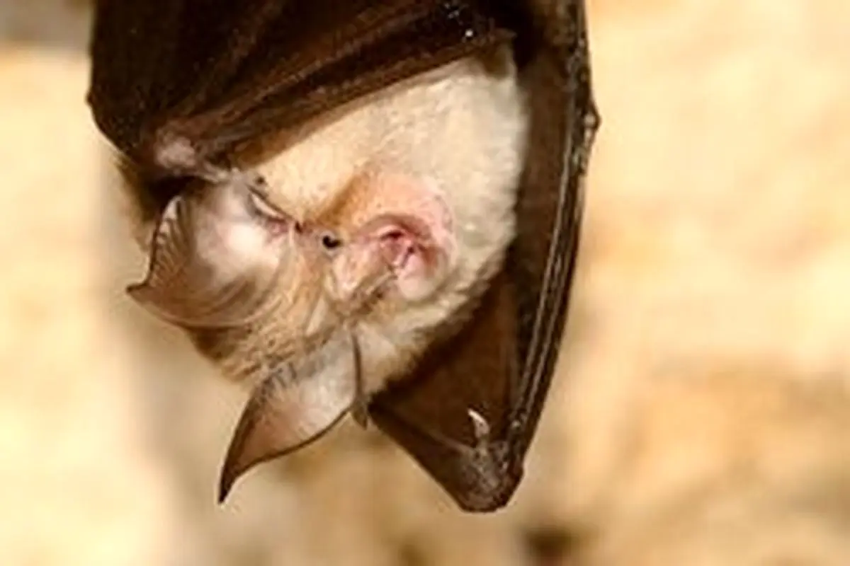 کشف ۴ گونه خفاش مرتبط با خفاشی که عامل کروناویروس بود