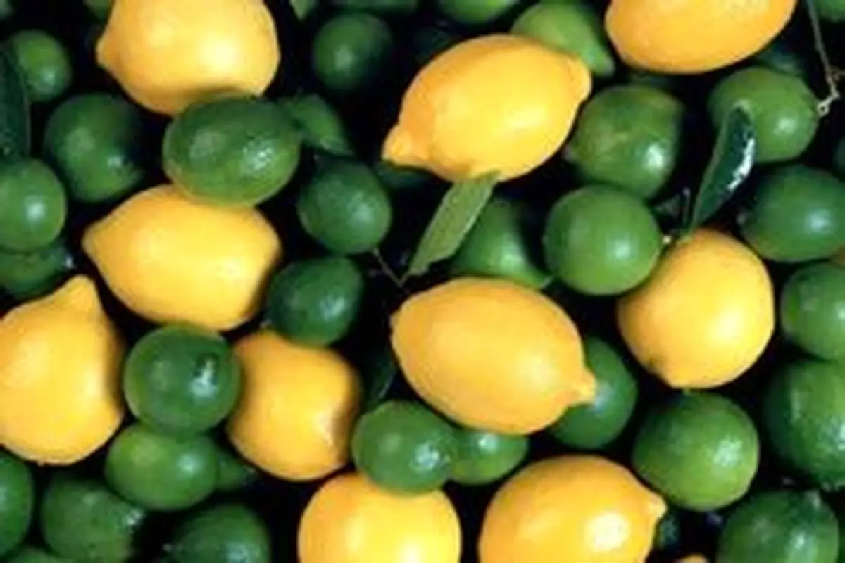 صادرات لیمو شیرین و ترش فعلا ممنوع شد