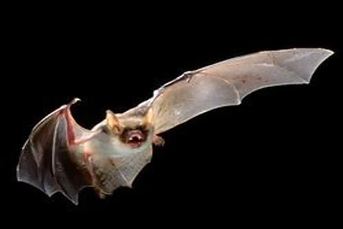 کشف نوع دیگری از ویروس کرونا در خفاش‌ها