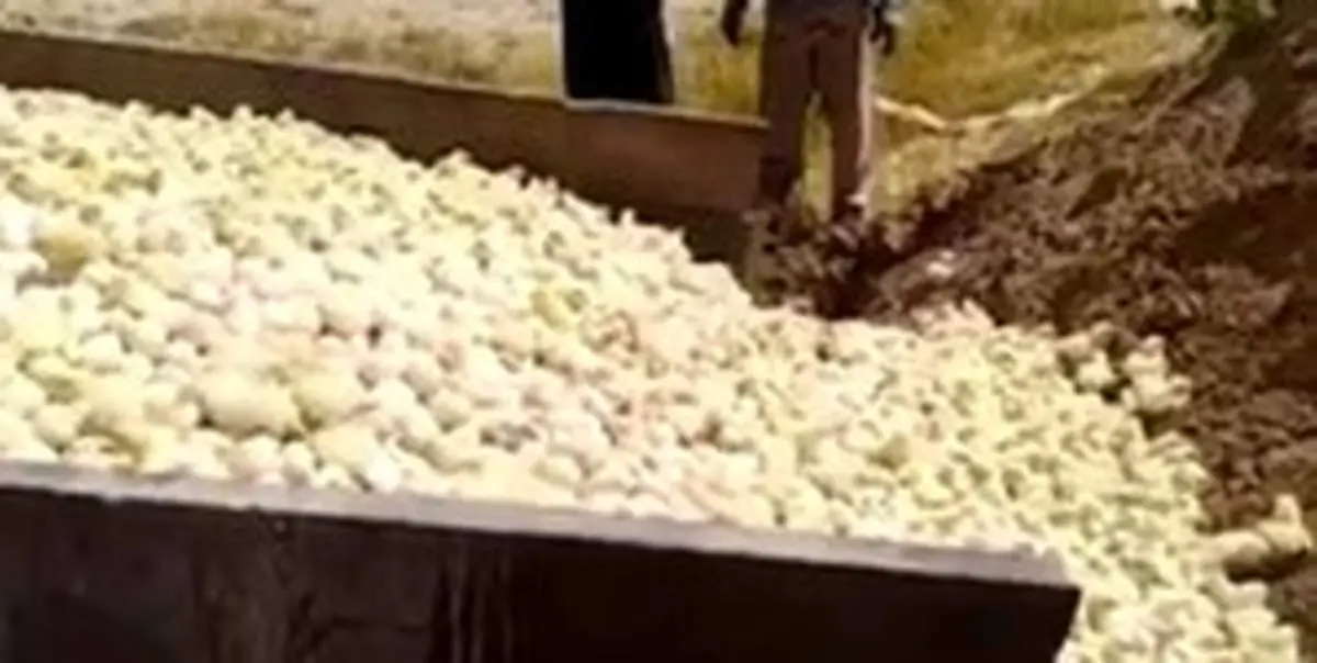 گلشاهی :۳ میلیون قطعه جوجه در ماه در کشور معدوم می‌شود