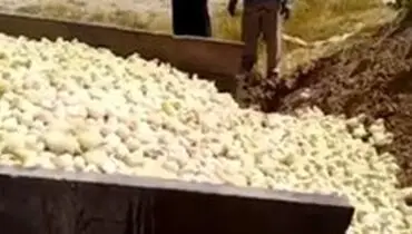 گلشاهی :۳ میلیون قطعه جوجه در ماه در کشور معدوم می‌شود