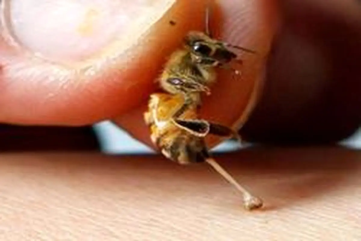 کاربرد‌ها و فواید زهر زنبور عسل