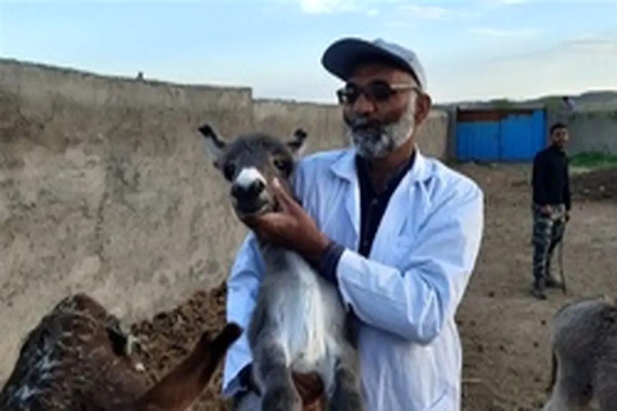 گفت‌وگوی خواندنی با نخستین پرورش‌دهنده الاغ در ایران+تصاویر