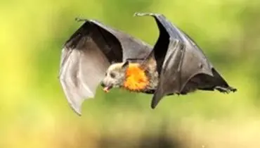 کشف ۶ نوع کروناویروس جدید در خفاش‌ها