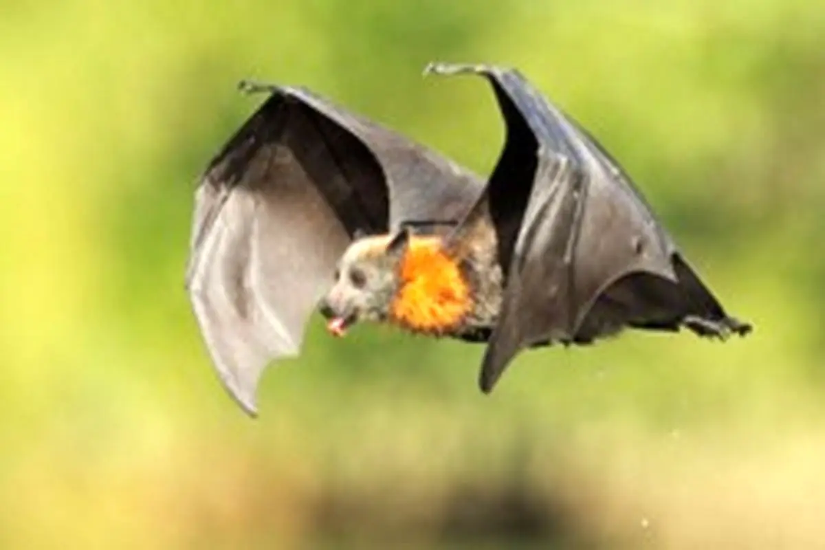 کشف ۶ نوع کروناویروس جدید در خفاش‌ها