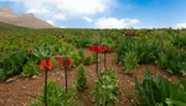 شکوفایی لاله‌های واژگون در قرق