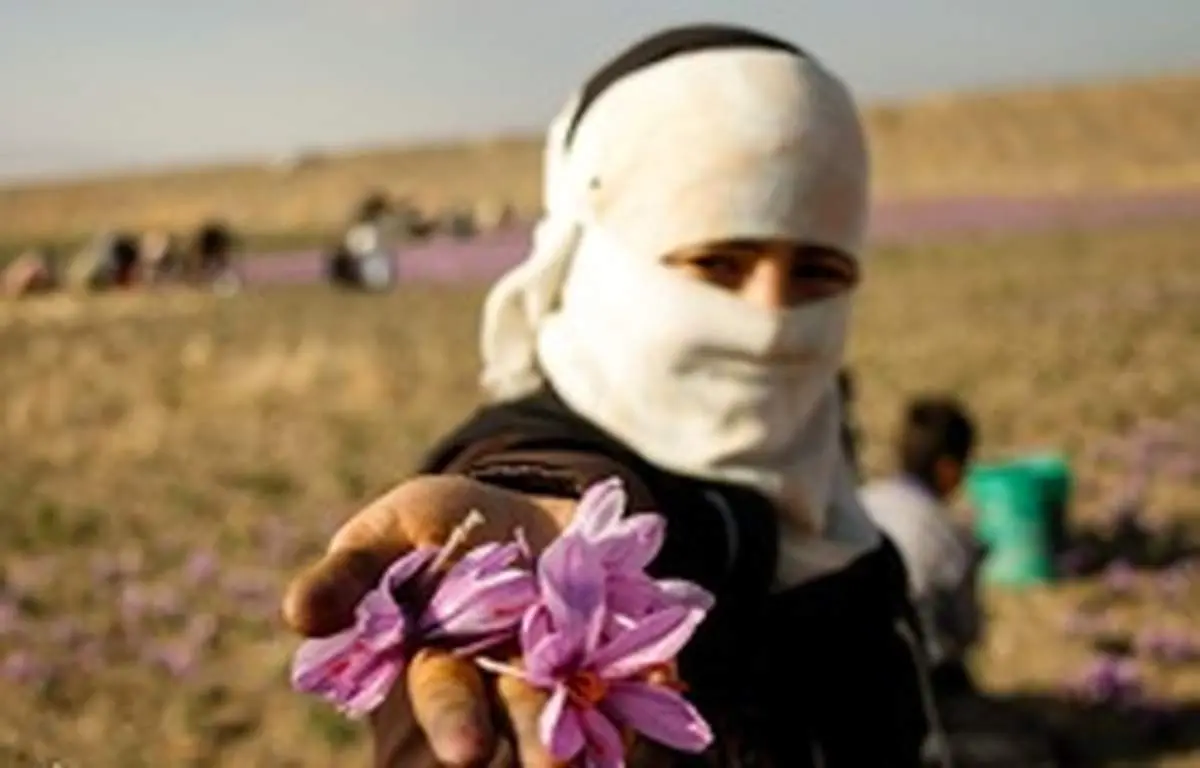 طلای سرخ ارزان شد
