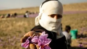 طلای سرخ ارزان شد