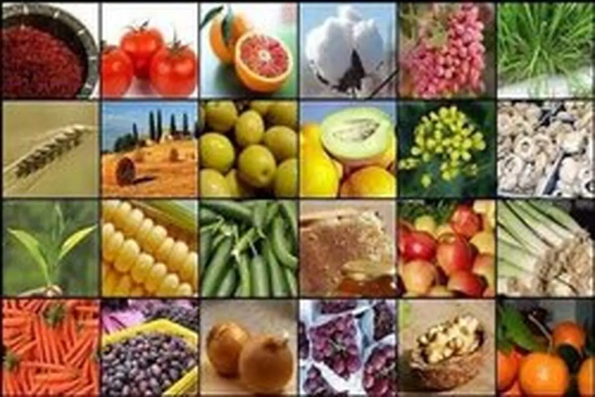 پیاز‌ها در مزارع خاک می‌شود، موز‌ها در گمرک می‌گندد!