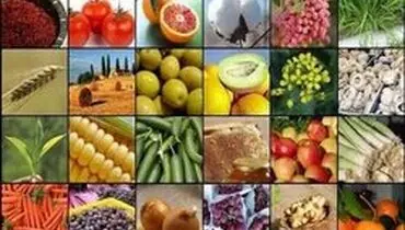 پیاز‌ها در مزارع خاک می‌شود، موز‌ها در گمرک می‌گندد!