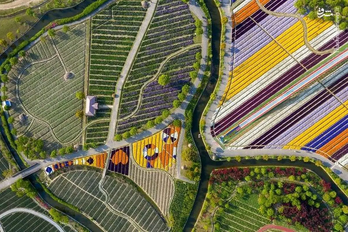 تصویرهوایی از مزرعه گل در چین