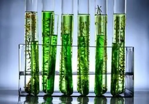 مصرف این نوع جلبک باعث لاغری نمی‌شود، مسمومیت کبدی به همراه دارد
