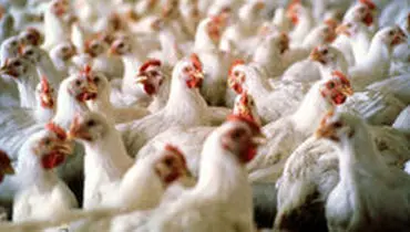 عدم توازن عرضه و تقاضا مسبب زیان ۲ هزار و ۳۰۰ میلیارد تومانی به مرغداران