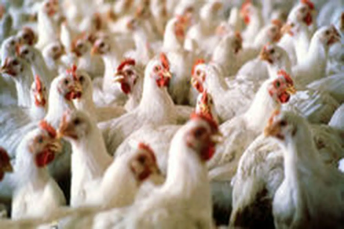 عدم توازن عرضه و تقاضا مسبب زیان ۲ هزار و ۳۰۰ میلیارد تومانی به مرغداران