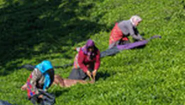 برداشت چای بهاره در گیلان