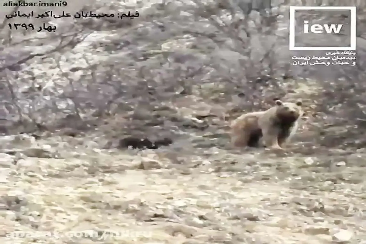 ویدیو | خرس قهوه ای و توله هایش در ارتفاعات سوادکوه مازندران