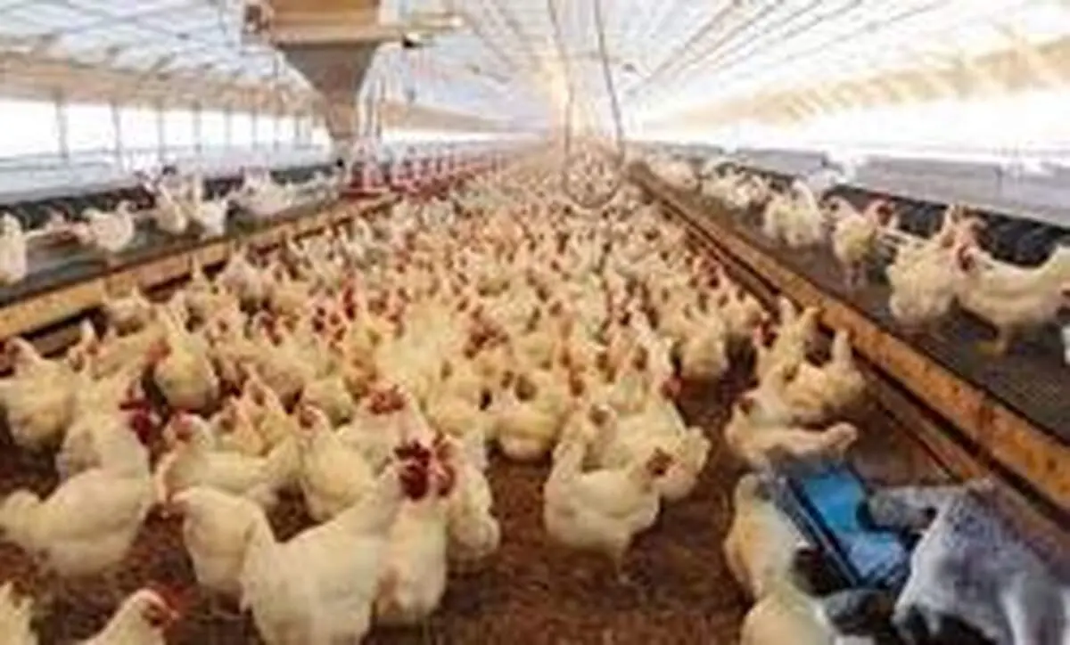 حجت:قیمت مرغ متعادل می‌شود/ نرخ هر کیلو مرغ ۱۳ هزار تومان شد