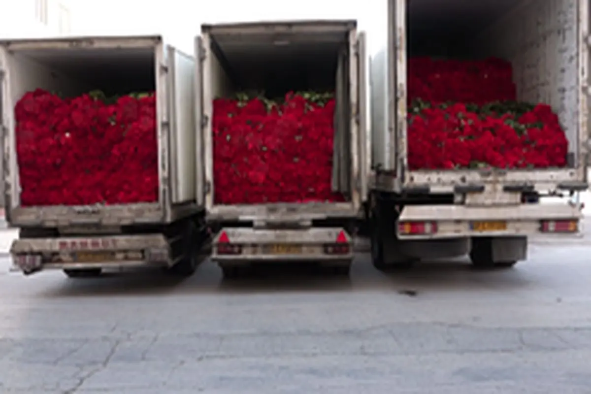 مهریه درد سرساز /ماجرای یک میلیون گل رزی که به عنوان مهریه پرداخت شد!+عکس