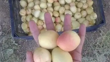 قیمت میوه‌های نوبرانه اعلام شد +جدول
