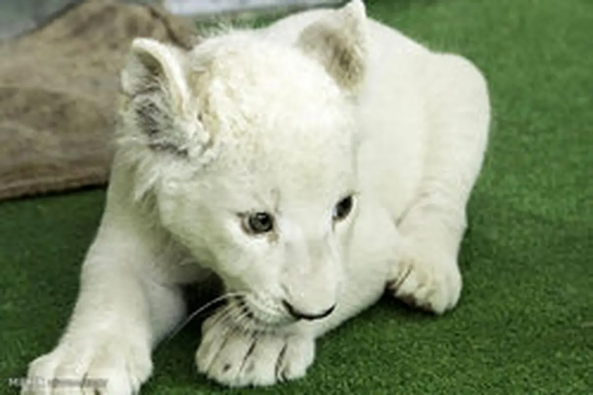 یک «شیر سفید» در خوزستان به دنیا آمد