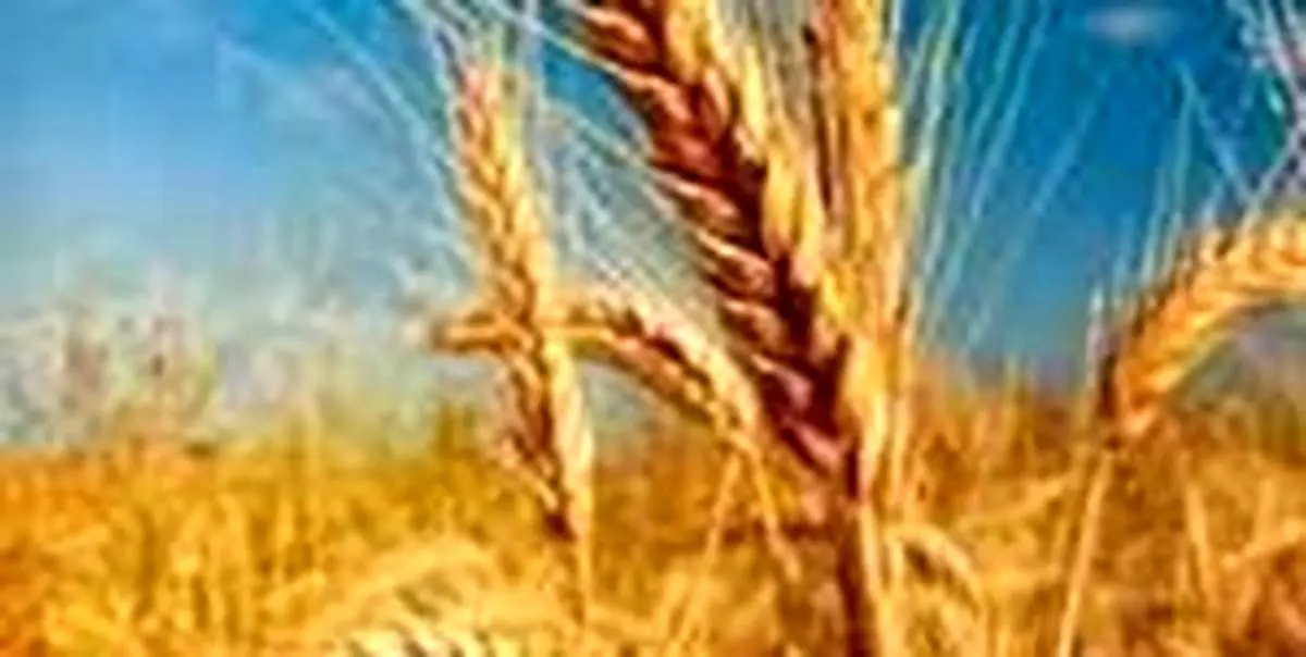 هر ایرانی در سال چند کیلوگرم نان می‌خورد؟