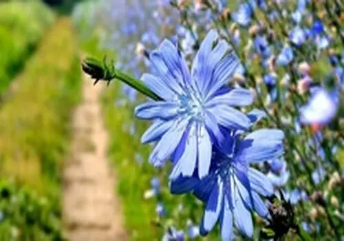 خواص عرق کاسنی برای پوست ، کبد و سلامت بدن
