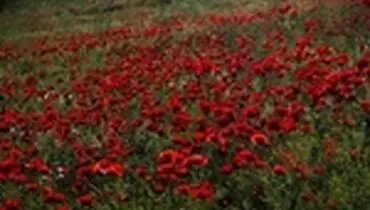 دشت شقایق حسن آباد سنندج