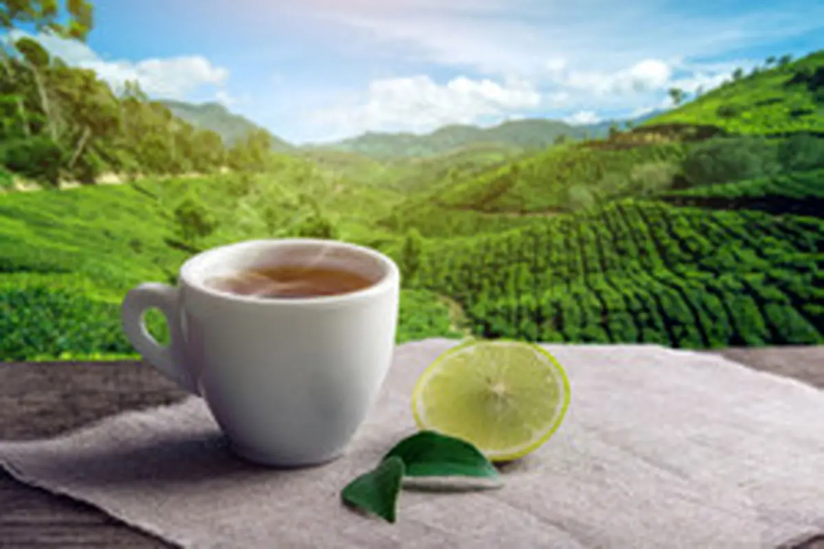 رشد ۱۰ درصدی برگ سبز چای در راه است
