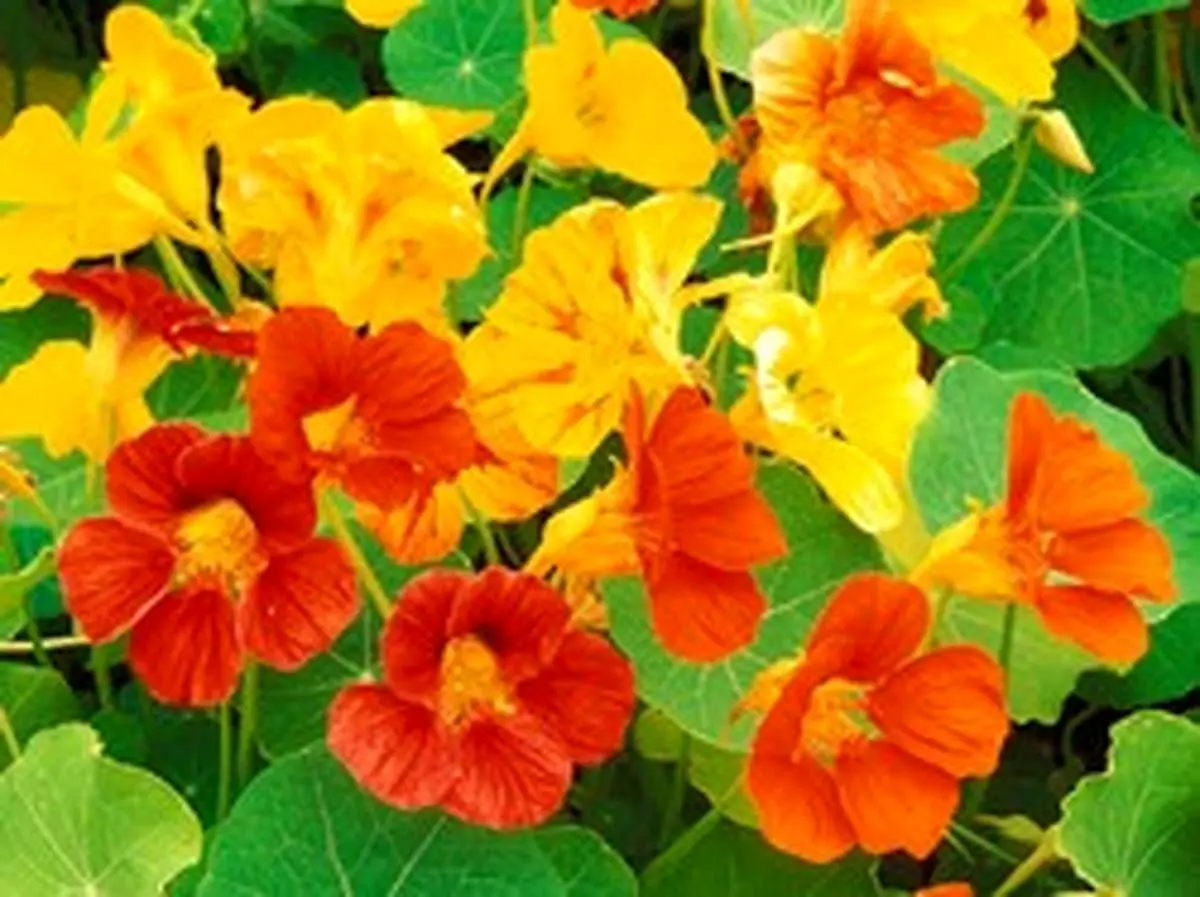 خواص دارویی گل لادن