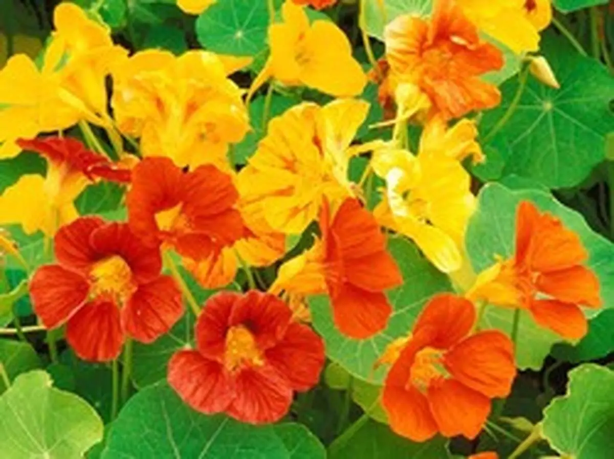 خواص دارویی گل لادن