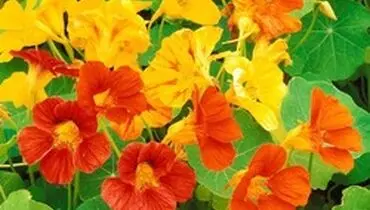 خواص دارویی گل لادن