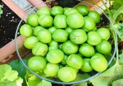 گوجه سبز نوبرانه فقط کیلویی ۳/۸۵۰/۰۰۰+ فیلم