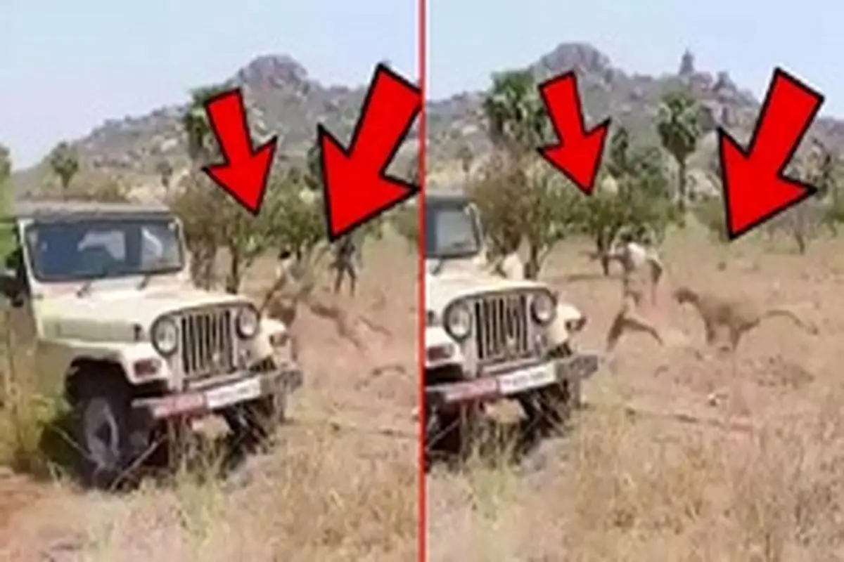 لحظه وحشتناک حمله پلنگ به مامور جنگلبانی! + ویدیو