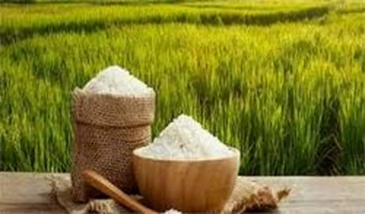 هر کیلو برنج ایرانی در میادین میوه و تره بار چقدر است؟