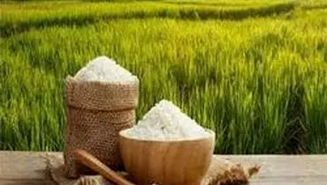 هر کیلو برنج ایرانی در میادین میوه و تره بار چقدر است؟