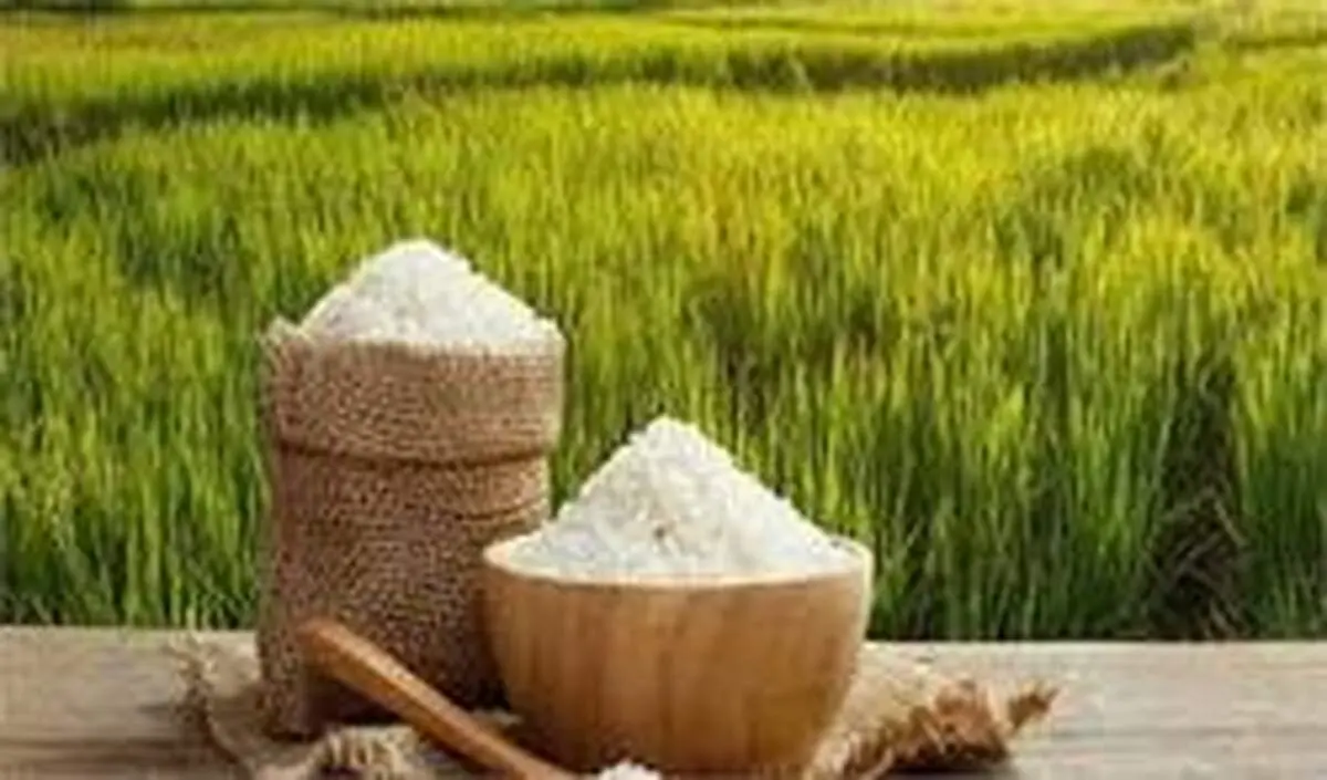 هر کیلو برنج ایرانی در میادین میوه و تره بار چقدر است؟