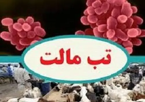 تب مالت؛ بیماری هزارچهره بومی در بروجرد رو به گسترش است