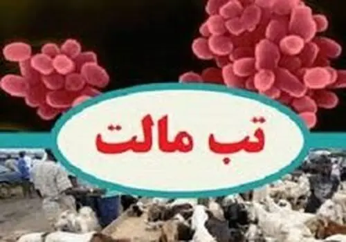 خطر تب مالت با لبنیات محلی 