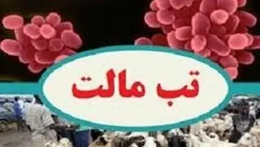 هشدار شیوع "تب‌مالت"/ لبنیات سنتی مصرف نکنید