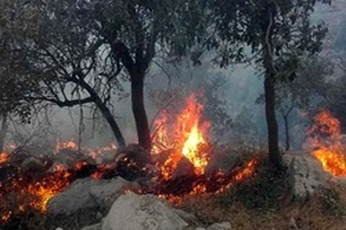 وقوع آتش ‌سوزی در جنگل‌های اندیکا