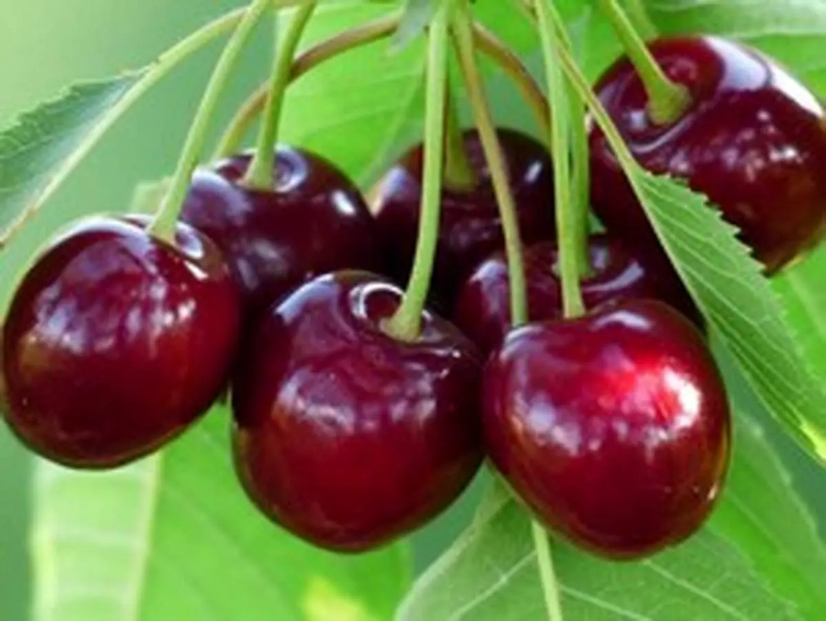 قیمت عجیب و غریب میوه‌های نوبرانه