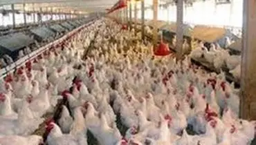 قیمت مرغ امروز ۲۳ خرداد به ١١.۵ هزار تومان کاهش یافت/ هشدار درباره کاهش تولید