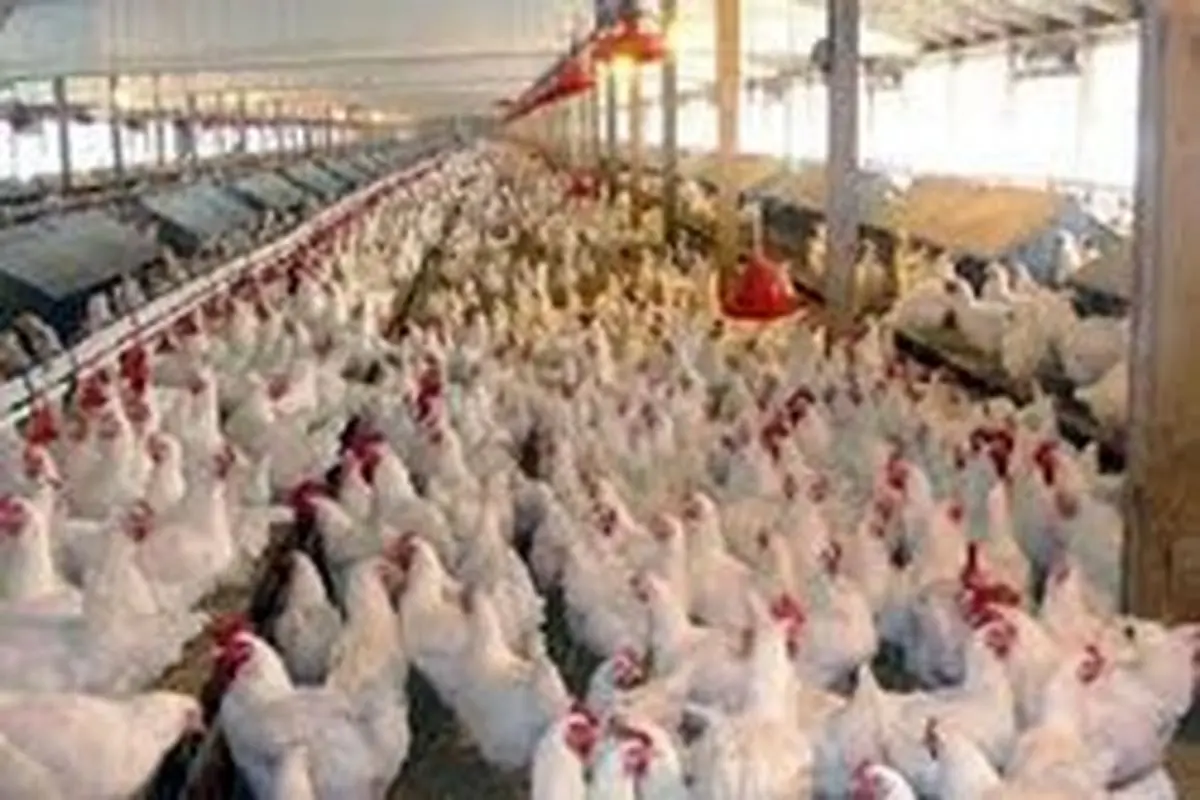قیمت مرغ امروز ۲۳ خرداد به ١١.۵ هزار تومان کاهش یافت/ هشدار درباره کاهش تولید