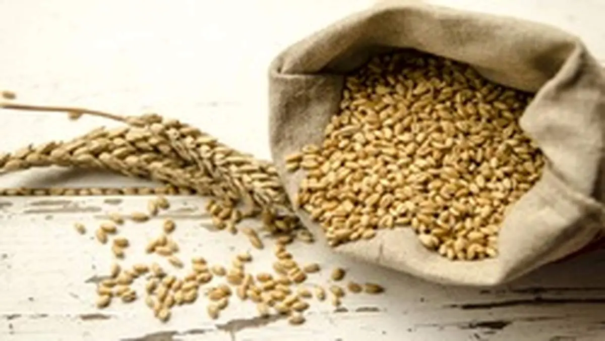 نگرانی از استمرار تاخیر در پرداخت مطالبات گندمکاران/ تولید گندم به ۱۴ میلیون تن میرسد