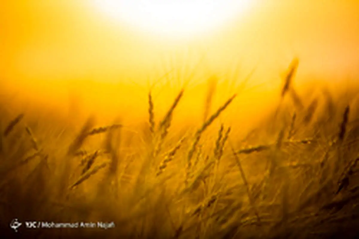 دولت در قبال خرید تضمینی محصولات کشاورزی چه تعهداتی دارد؟