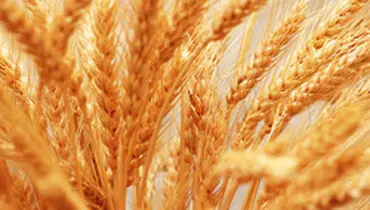 افزایش ۴۷ درصدی قیمت پایه خرید تضمینی گندم