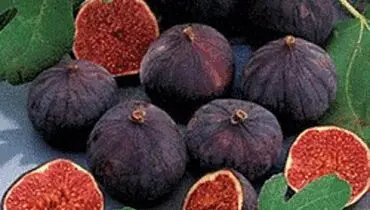 ارزآوری ۵۰۰ میلیون دلاری صادرات میوه‌های گرمسیری و نیمه‌گرمسیری